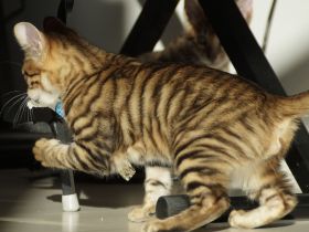 Toyger Kätzchen