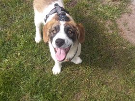 Büebli - Wer schenkt ihm ein Zuhause?