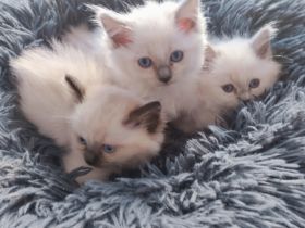 Heilige Birma Kitten, lilac, wbl