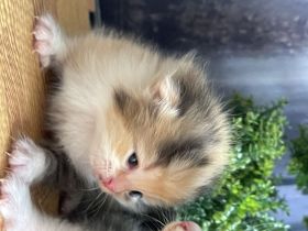 Wunderschöne BKH / BLH Kitten