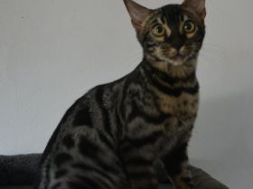 Bengal Katerchen in silber charcoal, Abgabe bereit