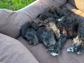 Blue Hunter Boss Hoss