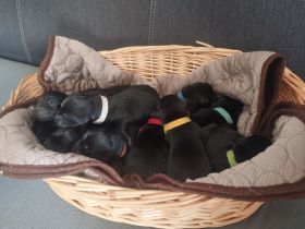 Labrador-Welpen abzugeben Juli 2024