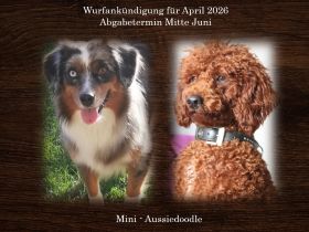 Mini Aussiedoodle mit Papieren (Miniature Australian Shepherd & Kleinpudel)