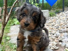Mini Aussiedoodle mit Papieren, Medium / Mini Doodle, wie Labradoodle / Goldendoodle