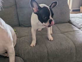 Französische Bulldogger zu verkaufen