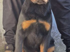 Rottweiler-Welpen