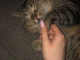 Süßer und Liebevoller Kater sucht neues Zuhause!