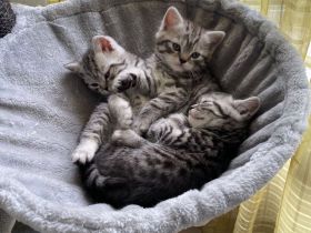 Britisch Kurzhaar Kitten