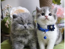 Reinrassige BKH BLH Kitten mit Stammbàume geimpft Gesundheitszeugnis handzahm