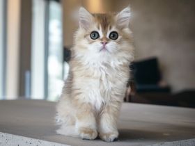 Reinrassige BLH Kitten geimpft Gesundheitszeugnis handzahm Abgabebereit