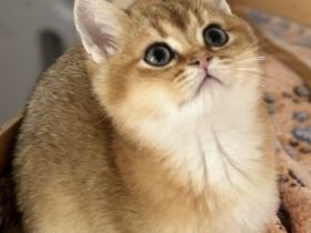 Bkh kitten Stammbaum