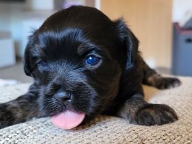 Bolonka Zwetna  Welpe Hündin