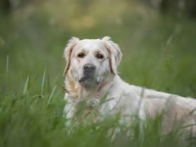 Golden Retrieverzucht Braun "vom Bühlertal"