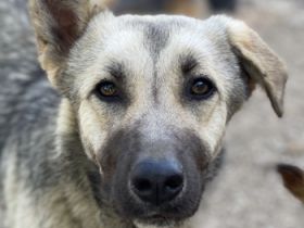 Tinnúviel, geb. ca. 06/2023, lebt in GRIECHENLAND, im städt. Tierheim Serres