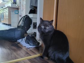 Main Coon Babys zu verkaufen