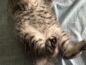 Reinrassige BKH Kitten mit Impfpass und Stammbaum