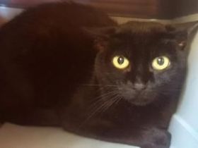 Sombra, Katzenerfahrung erwünscht