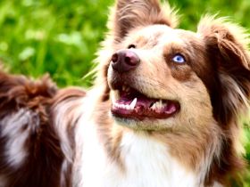 Miniature Australian Shepherd deckrüde