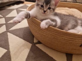 Baby Deutsche Langhaar Mix (Stuttgart)