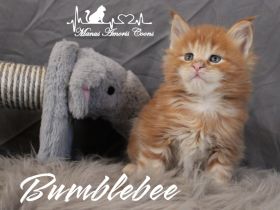 Maine coon Kitten mit Stammbaum