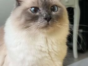 Heilige Birma Deckkater gesucht