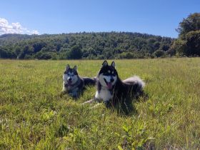 Wurfankündigung - Alaskan Malamute Welpen, mit Ahnentafel, Ende Mai 2024