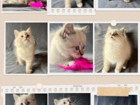 Reinrassige Neva Masquarade Kitten