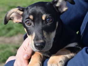 Sylvia, kleine, schüchterne Welpenhündin sucht Körbchen forever, 20 cm (wachsend), 4 Monate alt