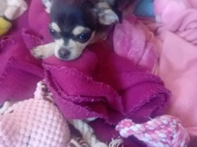 Chihuahua Husky reinrassig , Blue Tan Husky kurzhaar, 16 Wochen, männlich