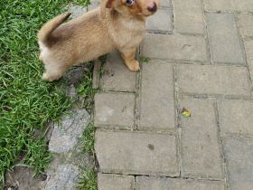 Zwergdackel Pomeranianwelpe