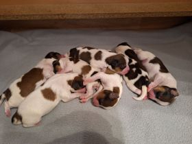 Kooikerhondje Kooiker Welpen