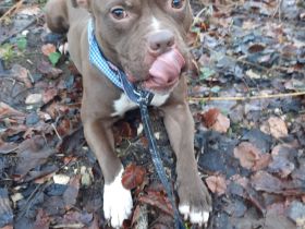 Amstaff Mix rüde sucht neues zuhause