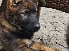 Schäferhundwelpen aus 100% DDR Linien