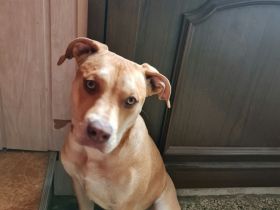 Ella sucht dringend ein neues Zuhause