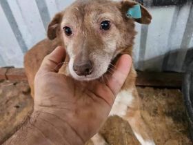 Lola, unsicher und ängstlich