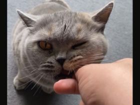 Britisch kurzhaar katze