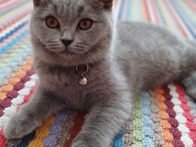 Britisch kurzhaar kitten