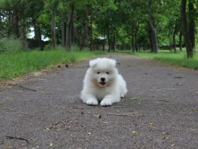 Samoyed boy with pedigree