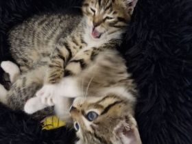 Süße Kitten suchen liebevolle Dosenöffner