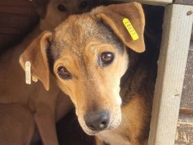 STELLA  ca.4-jährige,nette Hündin,ca.45 cm,ein Seelchen von Hündin