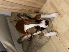 ‼️Zwei Mischlinge in liebevolle Hände abzugeben ‼️