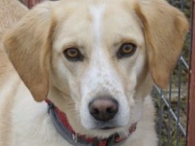 Liza, geb. ca. 05/2018, lebt in GRIECHENLAND, auf einer privaten Pflegestelle