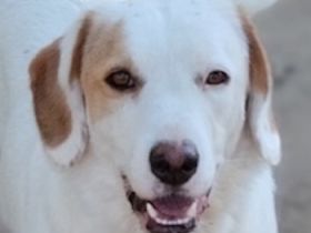 Stelle, geb. ca. 11/2021, lebt in GRIECHENLAND, auf einer privaten Pflegestelle