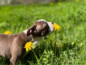 Boston Terrier Rüden mit Näschen