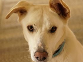 Thor, geb. ca. 03/2018, lebt in GRIECHENLAND, auf einer privaten Pflegestelle