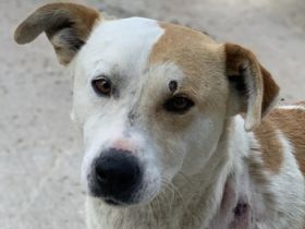 Süßli, geb. ca. 04/2022, lebt in GRIECHENLAND, im städt. Tierheim Serres