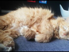 Maine Coon Mix Katze rot kastriert