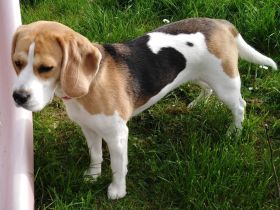 Beagle-Deckrüde mit Zuchtzulassung (nur zur Verpaarung)