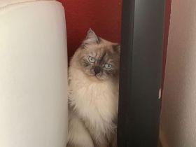 Reinrassiger BLH Kater